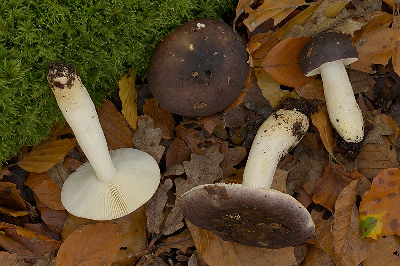 Russula brunneoviolacea